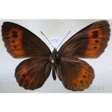 Erebia ligea (Linnaeus, 1758) male Górówka boruta Czech77f